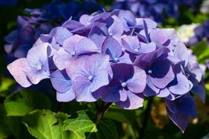 Penny Mac, Hydrangea macrophylla foto