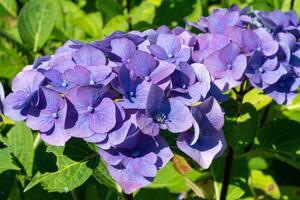 Penny Mac, Hydrangea macrophylla foto