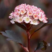 verbreitet neunbark, Physocarpus opulifolius foto