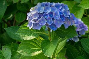 Penny Mac, Hydrangea macrophylla foto