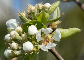 verbreitet Birne, Pyrus domestica foto