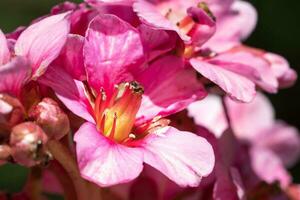 Bergenie, Bergenia hybride foto