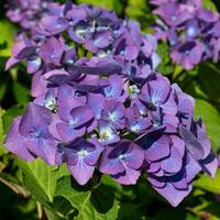 Penny Mac, Hydrangea macrophylla foto