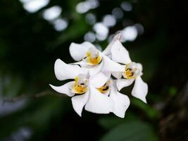 Weiß Orchidee Blume Blühen im Frühling.weiß Orchidee Blumen mit verwischen Hintergrund foto