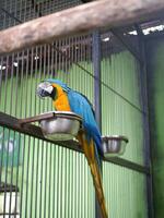 das schön Macau Vogel ist thront auf ein Schüssel wo es isst im ein Käfig foto