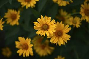 das Asteraceae Familie. groß Gelb Blumen. Sonnenblume. foto