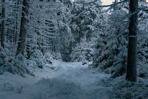 tief Winter Wald bedeckt mit Schnee foto