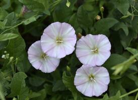 Convolvulus Arvensis. agrum Winde. Pulchra alba flores im Kräuter. foto