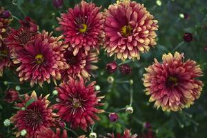 rot Chrysantheme Blumen auf ein Busch. groß Chrysantheme Blumen im Nahansicht. foto