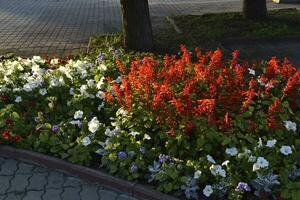 rot Salvia und Petunie Blumen auf ein Blume Bett im das Abend im das Stadt. ein schön Blume Bett im das Stadt. foto