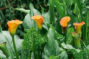 schön rot Calla Blume Nahansicht auf ein Grün natürlich Hintergrund foto