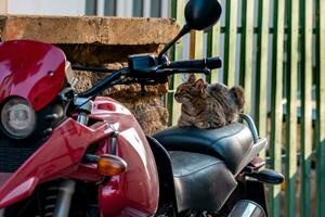 streunend Katze Nickerchen auf das Sattel von ein geparkt Motorrad foto