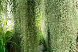 Dickicht von Spanisch Moos Tillandsia usneoides im ein Gewächshaus unter tropisch Pflanzen foto