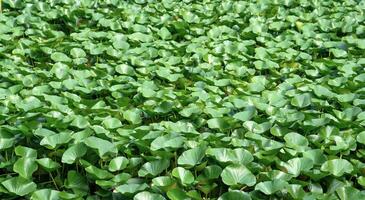 Landschaft Lotus Blätter vollständig Startseite das Oberfläche von das Wasser foto