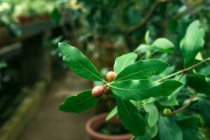 Ficus Ast mit Früchte im das Innere von ein Gewächshaus foto