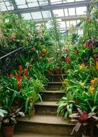 Blühen Bromelien im Töpfe auf das Schritte von ein Jahrgang Treppe unter tropisch Pflanzen im ein alt Gewächshaus foto