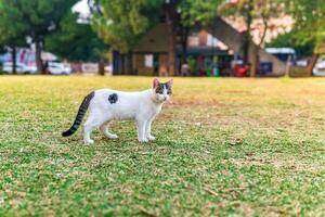 streunend Katze auf das Rasen im das Park foto
