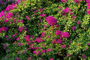 Busch von Blühen Winde Mandevilla mit Rosa Blumen foto