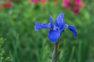 Blau Iris Blume Nahansicht auf ein verschwommen natürlich Hintergrund foto