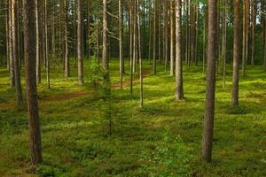 Wald Landschaft, Aussicht von ein boreal Kiefer Wald mit ein Pfad unter das Moos foto