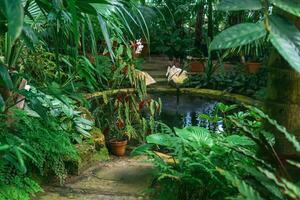 Innere von uralt Gewächshaus mit ein schattig Schwimmbad unter tropisch Vegetation foto
