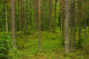 natürlich Landschaft, Kiefer boreal Wald mit Moos Unterholz, Nadelbaum Taiga foto
