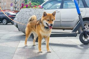 Shiba inu Hund im städtisch Umgebung foto