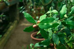 Ficus Ast mit Früchte im das Innere von ein Gewächshaus foto