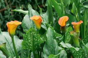 schön rot Calla Blume Nahansicht auf ein Grün natürlich Hintergrund foto
