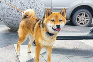 Shiba inu Hund im städtisch Umgebung foto