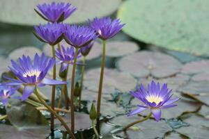 schön Blau tropisch Wasser Lilie Blumen schließen oben foto