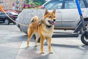 Shiba inu Hund im städtisch Umgebung foto