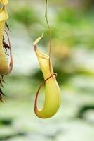 fangen Krug von ein fleischfressend tropisch Pflanze Nepenthes foto