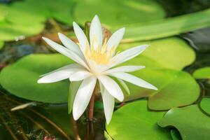 Blume von Weiß Wasser Lilie im natürlich Lebensraum Nahansicht foto