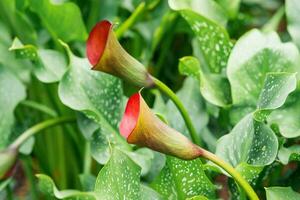 schön rot Calla Blume Nahansicht auf ein Grün natürlich Hintergrund foto