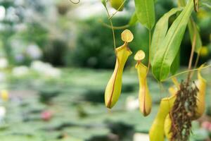 fangen Krug von ein fleischfressend tropisch Pflanze Nepenthes foto