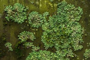 Hintergrund, Textur - - Oberfläche bedeckt mit Flechten und Moos foto