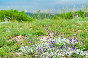 teilweise verschwommen Frühling alpin Wiese forbs mit lila Blumen von wild Lavendel auf tne Vordergrund foto