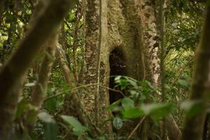 Biodiversität von Sumatra Regenwald foto