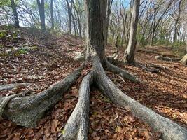 diese ist Wald Mahagoni im Jogjakarta. im diese Wald viele Biodiversität und irgendein alt Feierlichkeit im Hier foto