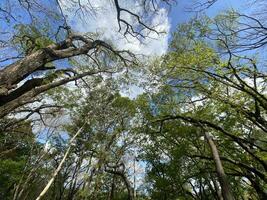 diese ist Wald Mahagoni im Jogjakarta. im diese Wald viele Biodiversität und irgendein alt Feierlichkeit im Hier foto