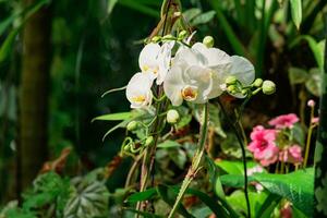 Blühen Weiß Motte Orchidee unter tropisch Vegetation foto