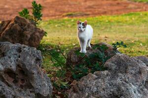 Katze unter das Felsbrocken beim das Kante von das Feld foto