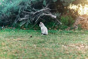 streunend Kätzchen in der Nähe von seine Schutz im das Gebüsch im das Park foto