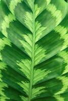 gemustert Blatt von tropisch Calathea Anlage, Grün natürlich Hintergrund foto