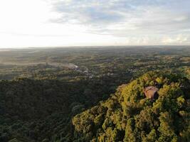 ai generiert ein Wald mit Bäume und ein Berg im das Hintergrund foto