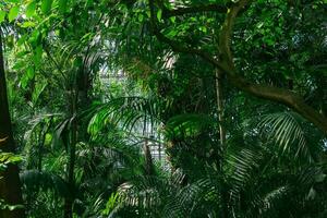 Palmen und andere tropisch Bäume im groß Gewächshaus foto