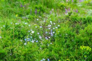 natürlich Hintergrund - - Frühling alpin Wiese forbs mit Blau Blumen von mehrjährig Flachs foto