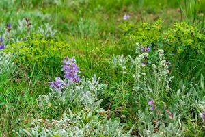 natürlich Hintergrund - - Frühling Wiese forbs foto