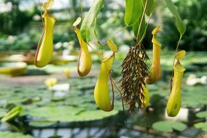 fangen Krüge von ein fleischfressend tropisch Pflanze Nepenthes foto